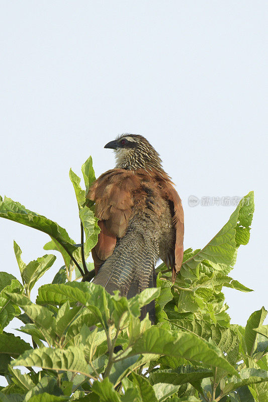 White-browed Coucal